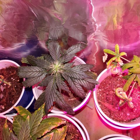 Unknown strain growlog photo: All are getting calcium soon as it arrives tomorrow.