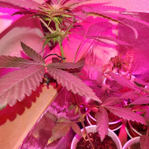 Unknown strain growlog photo: All are getting calcium soon as it arrives tomorrow.