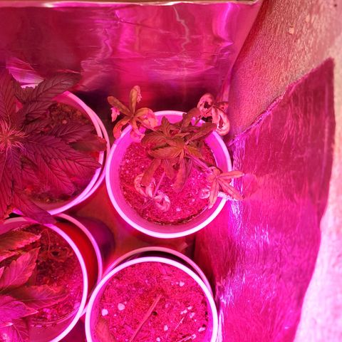 Unknown strain growlog photo: All are getting calcium soon as it arrives tomorrow.