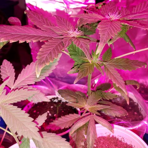 Unknown strain growlog photo: Calcium tomorrow!