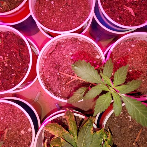 Unknown strain growlog photo: Calcium tomorrow!