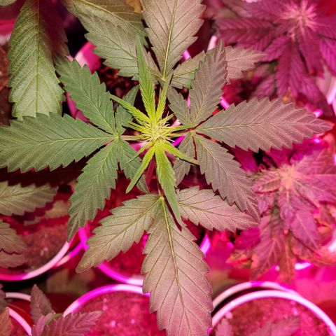 Unknown strain growlog photo: Calcium tomorrow!