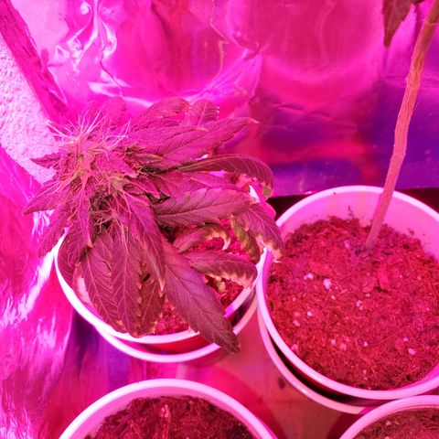 Unknown strain growlog photo: Calcium tomorrow!