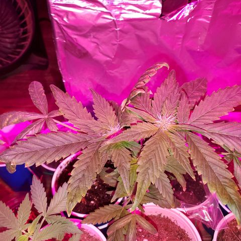 Unknown strain growlog photo: Calcium tomorrow!