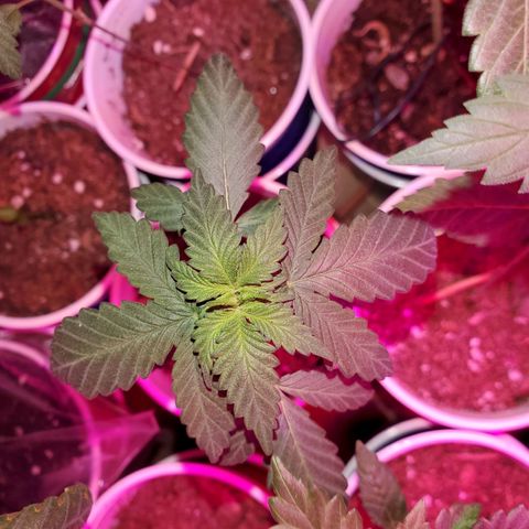 Unknown strain growlog photo: Calcium tomorrow!