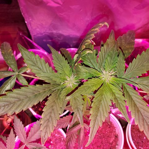 Unknown strain growlog photo: Calcium tomorrow!