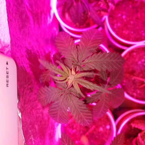 Unknown strain growlog photo: Calcium tomorrow!