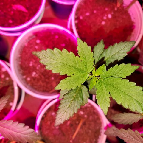 Unknown strain growlog photo: Calcium tomorrow!