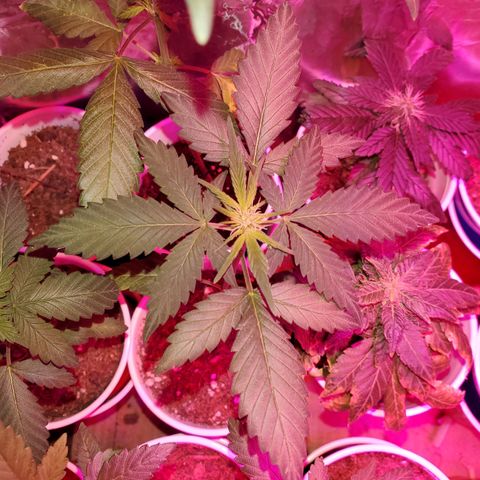 Unknown strain growlog photo: Calcium tomorrow!