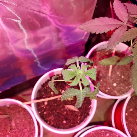 Unknown strain growlog timeline photo