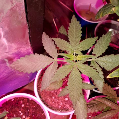 Unknown strain growlog timeline photo