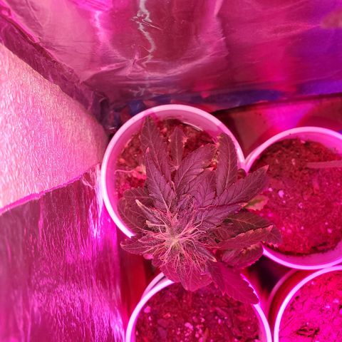 Unknown strain growlog timeline photo