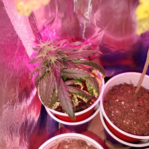 Unknown strain growlog timeline photo