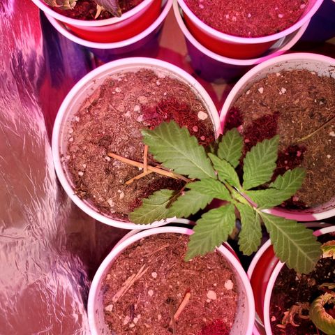 Unknown strain growlog timeline photo