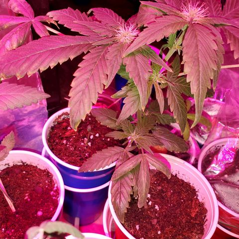 Unknown strain growlog timeline photo