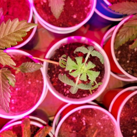 Unknown strain growlog timeline photo