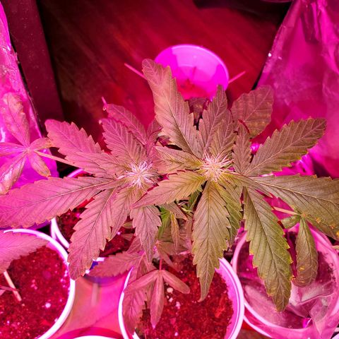 Unknown strain growlog timeline photo