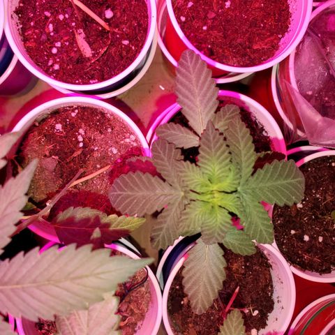 Unknown strain growlog timeline photo