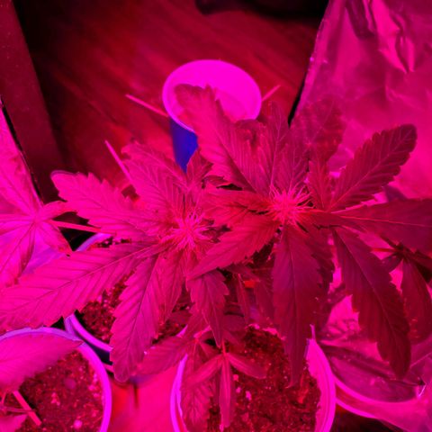 Unknown strain growlog timeline photo