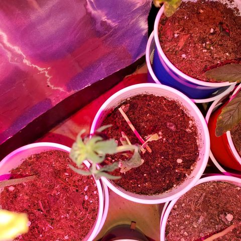 Unknown strain growlog timeline photo