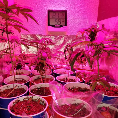 Unknown strain growlog timeline photo