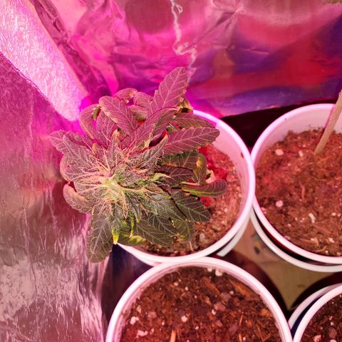 Unknown strain growlog timeline photo