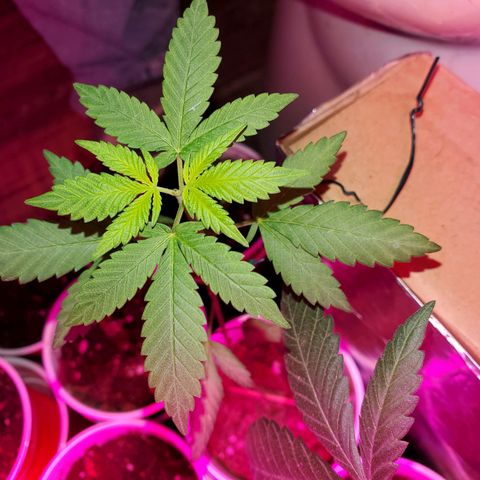 Unknown strain growlog timeline photo