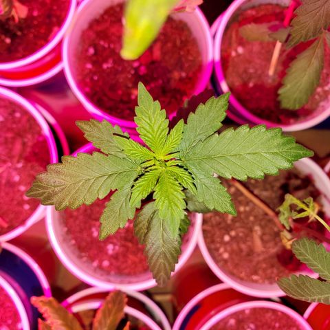 Unknown strain growlog timeline photo