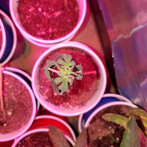 Unknown strain growlog photo: Overwatered ones, got a little sprinkle on the top.  Been 4 days since last watering and they still need to dry up more, butbdidnt want top to go completely dry
