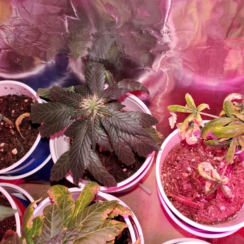 Unknown strain growlog timeline photo