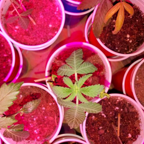 Unknown strain growlog timeline photo