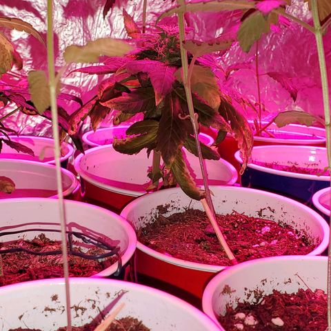 Unknown strain growlog timeline photo