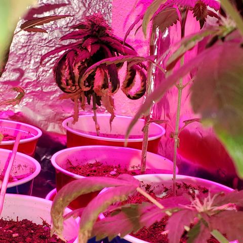 Unknown strain growlog timeline photo