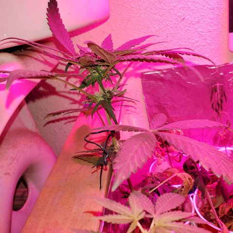 Unknown strain growlog timeline photo