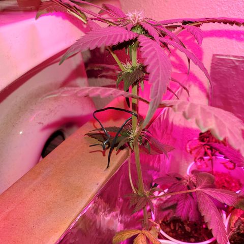 Unknown strain growlog timeline photo