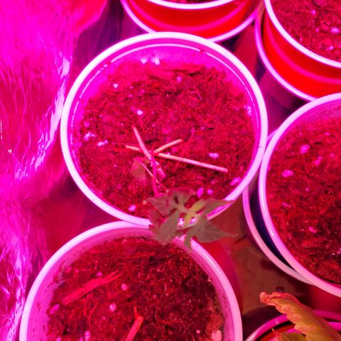 Unknown strain growlog photo: Overwatered ones, got a little sprinkle on the top.  Been 4 days since last watering and they still need to dry up more, butbdidnt want top to go completely dry