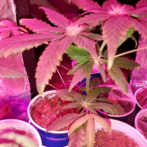 Unknown strain growlog timeline photo