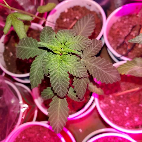 Unknown strain growlog timeline photo