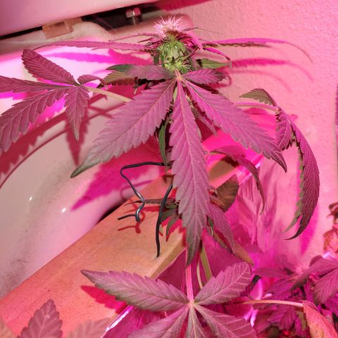 Unknown strain growlog timeline photo
