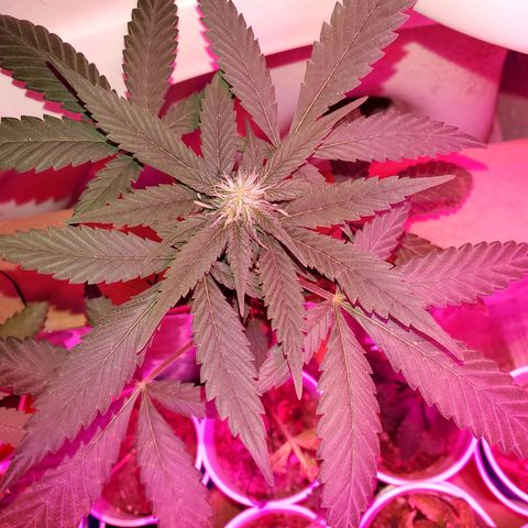 Unknown strain growlog timeline photo