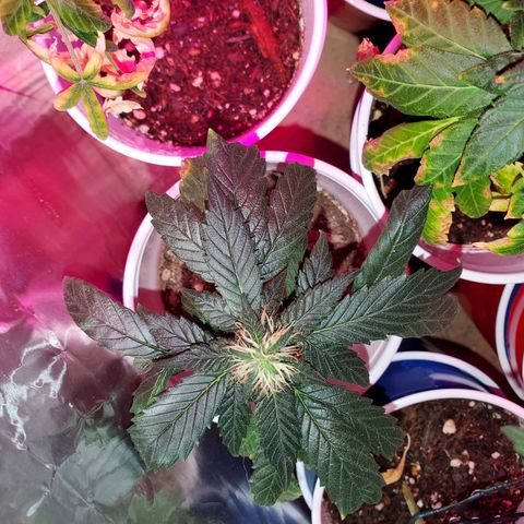 Unknown strain growlog timeline photo