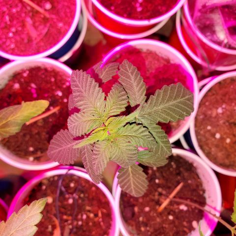 Unknown strain growlog timeline photo