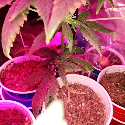 Unknown strain growlog timeline photo