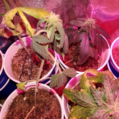 Unknown strain growlog timeline photo