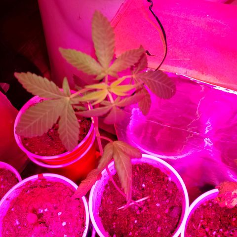 Unknown strain growlog timeline photo