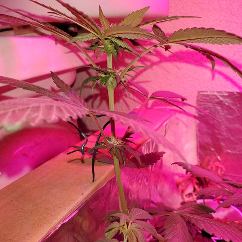 Unknown strain growlog timeline photo