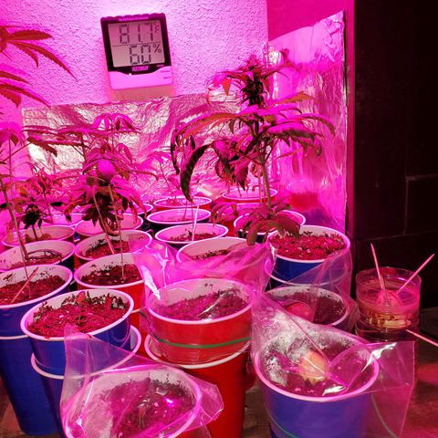 Unknown strain growlog timeline photo