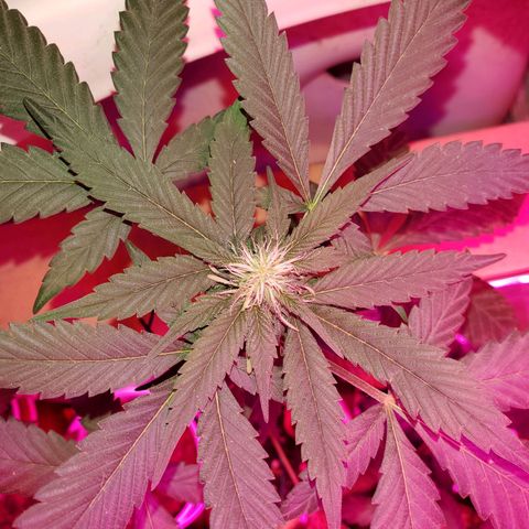 Unknown strain growlog timeline photo