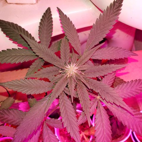 Unknown strain growlog timeline photo