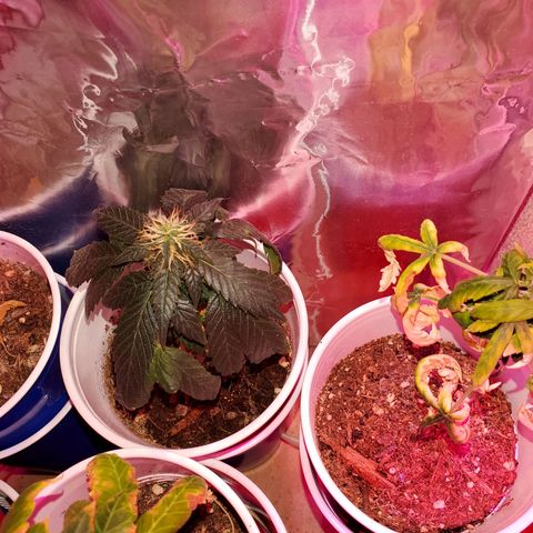 Unknown strain growlog timeline photo